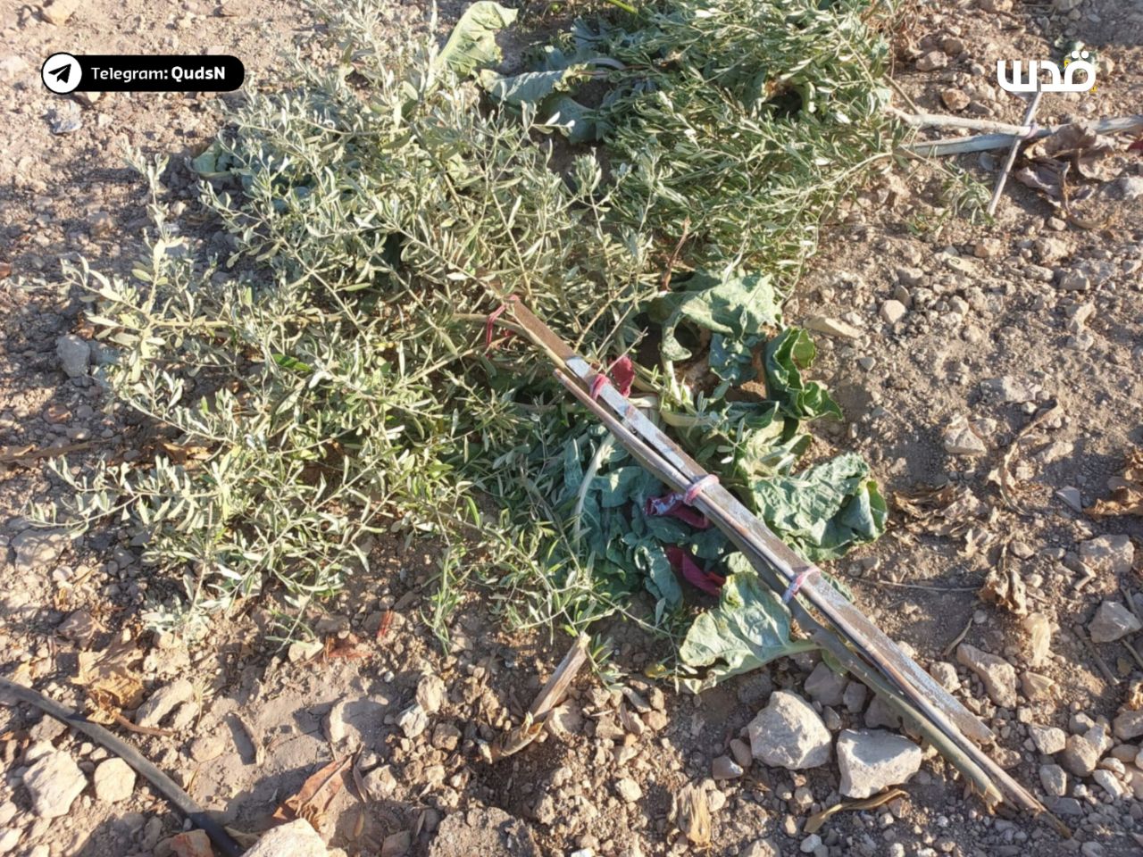 Friday, August 30, 2024 – The West Bank inline image