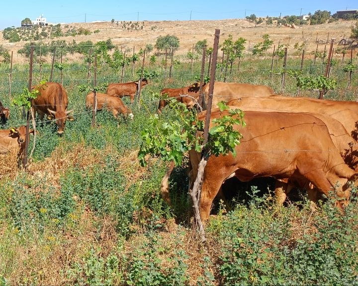 Monday, June 1, 2026 – The West Bank inline image