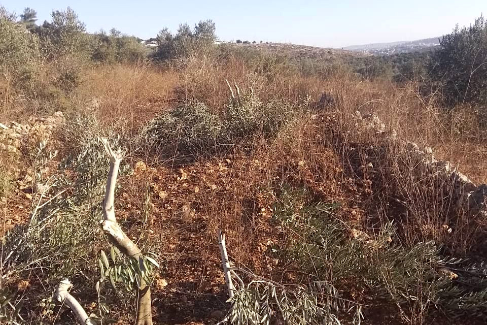 Tuesday, October 22, 2024 – The West Bank inline image
