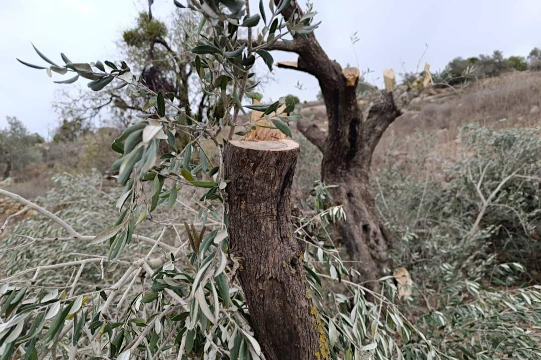 Wednesday, November 27, 2024 – The West Bank inline image
