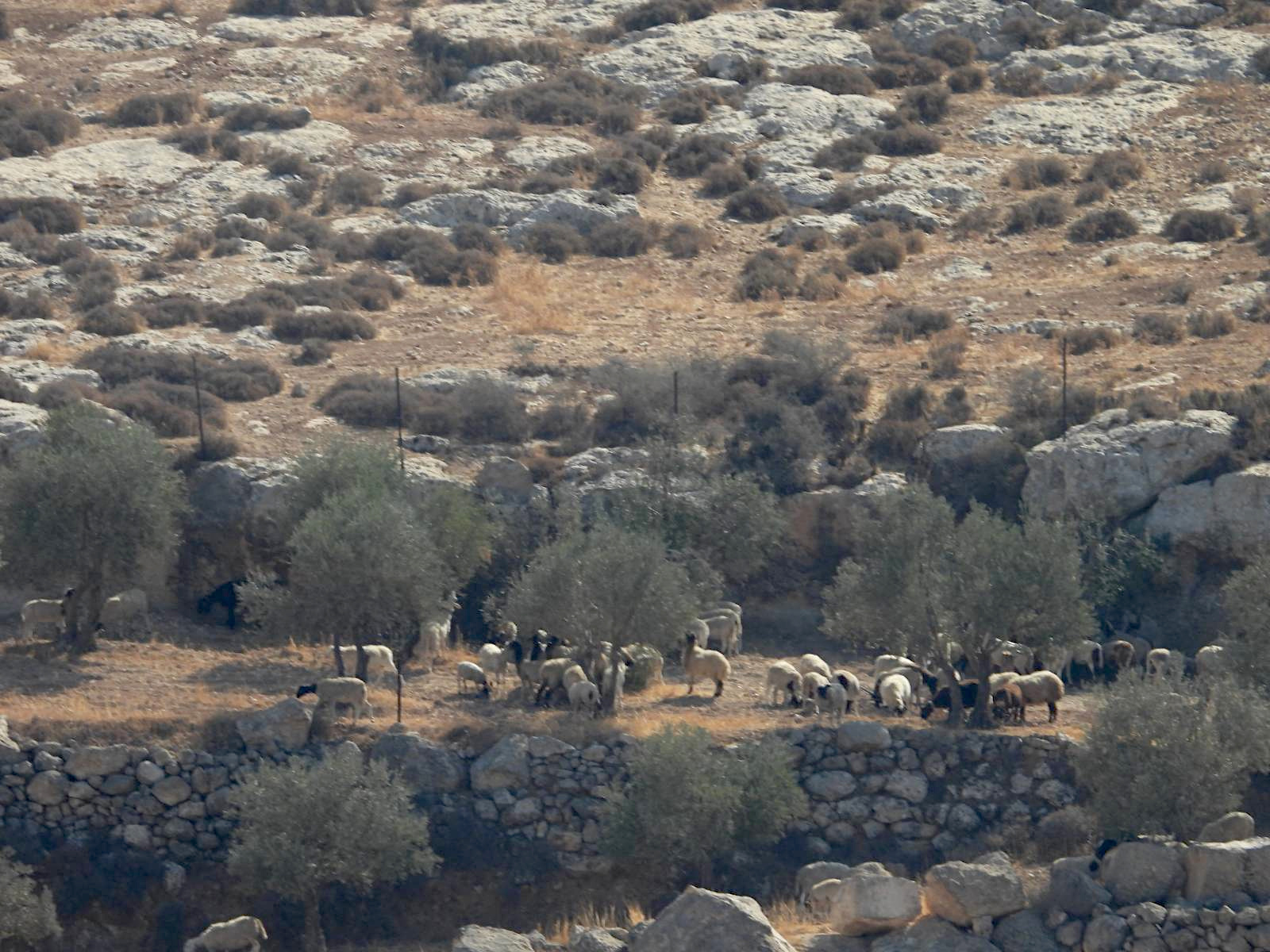 Saturday, November 2, 2024 – The West Bank inline image