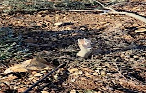 Saturday, January 4, 2025 – The West Bank inline image