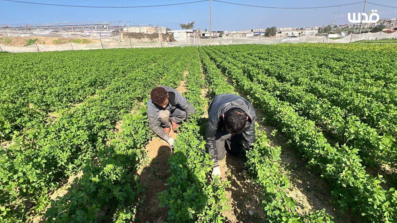 Wednesday, December 17, 2025 – The Gaza Strip inline image