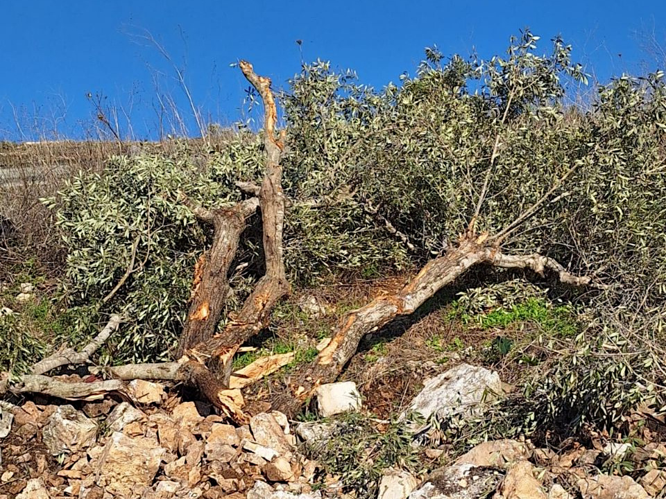 Monday, January 13, 2025 – The West Bank inline image
