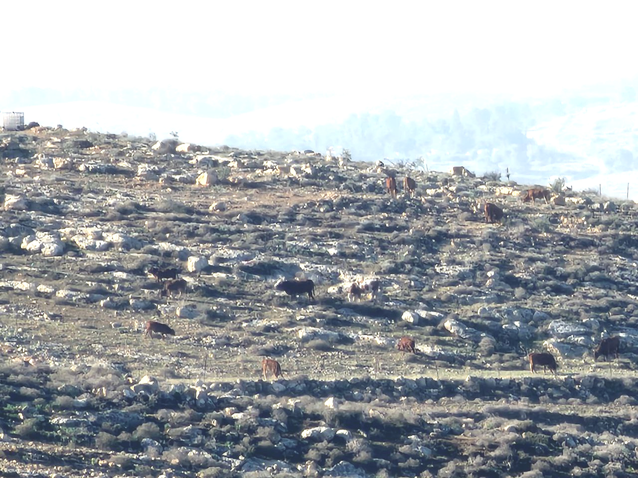 Monday, December 1, 2025 – The West Bank inline image