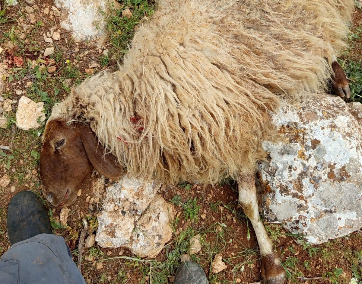Friday, March 28, 2025 – The West Bank inline image